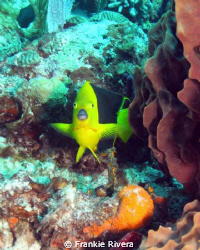 Rock Beauty @ Reef in Guanica, Puerto Rico by Frankie Rivera 
